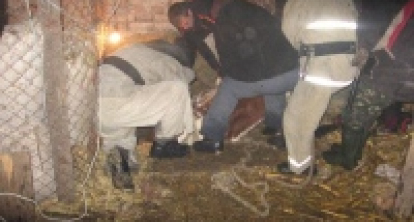 Корову спасли 