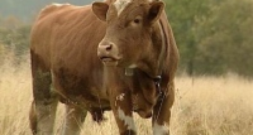 В Липецк везут элитных коров из Австралии 