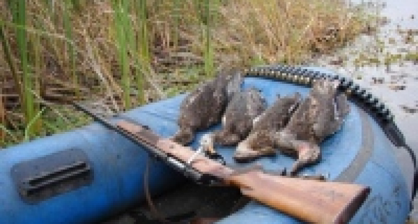 Охоту на пернатых все-таки разрешили