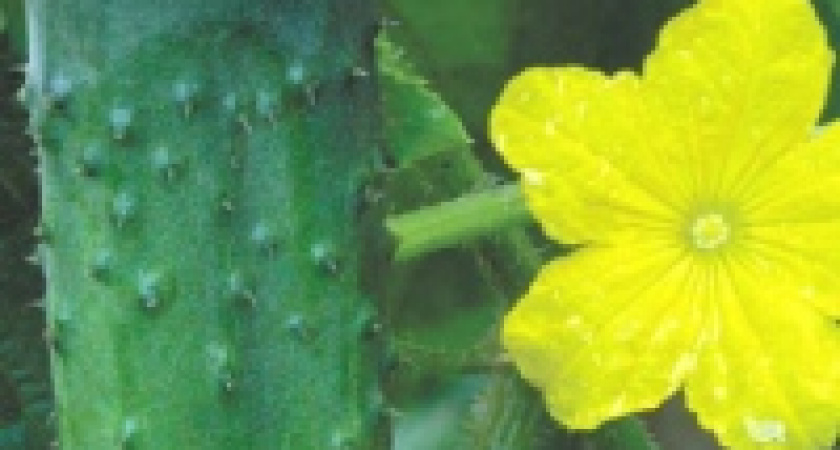 В Липецкой области установят памятник огурцу 