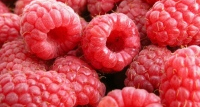 В Липецкой области хотят выращивать малину и кольраби 