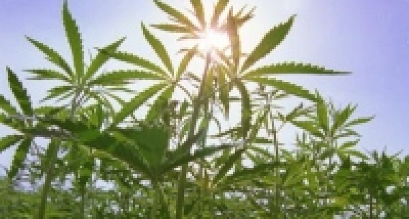 Борьба с коноплей продолжается 