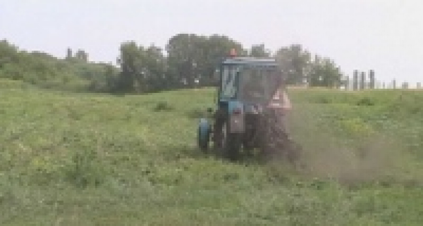 На окраине Грязей уничтожено поле конопли 