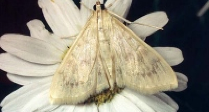 В области принимаются меры для борьбы с нашествием лугового мотылька
