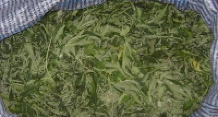 В Липецкой области борцы с наркомафией изъяли полтора килограмма марихуаны