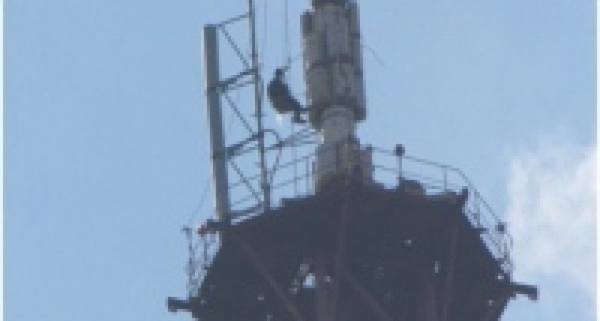 Неподалеку от Липецка полиция задержала экстремалов 