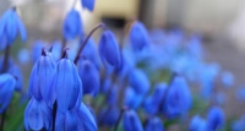 В Липецке стартовала акция «Первоцвет»