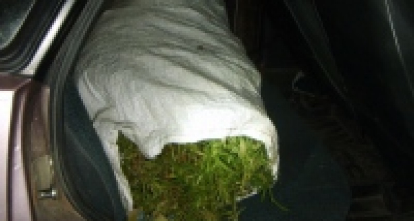 Липецкими наркополицейскими изъято из незаконного оборота около трех килограммов марихуаны