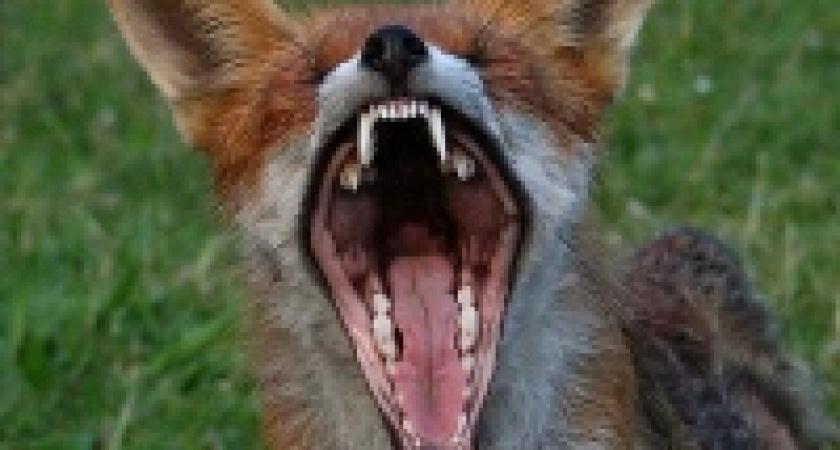 Бешенство угрожает липчанам