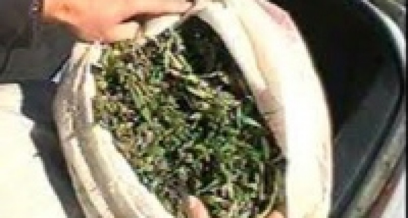 Полицейские изъяли более 2500 грамм конопли