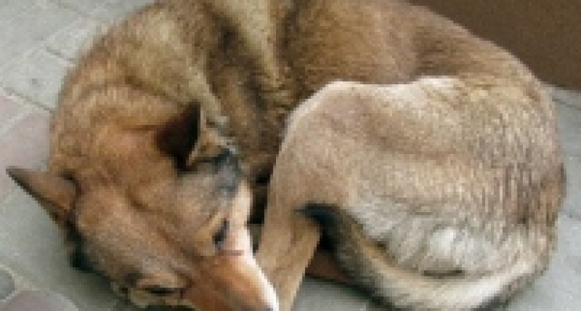 В Липецке откроется приют для бездомных животных