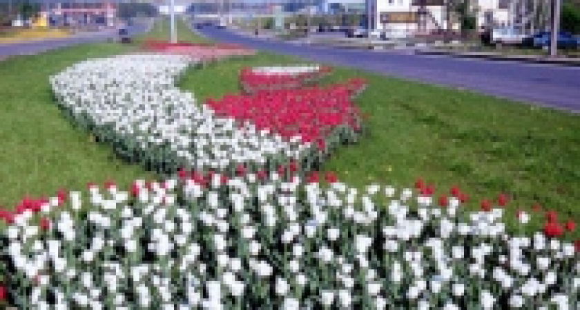 Липецк украсят 80 тысяч тюльпанов