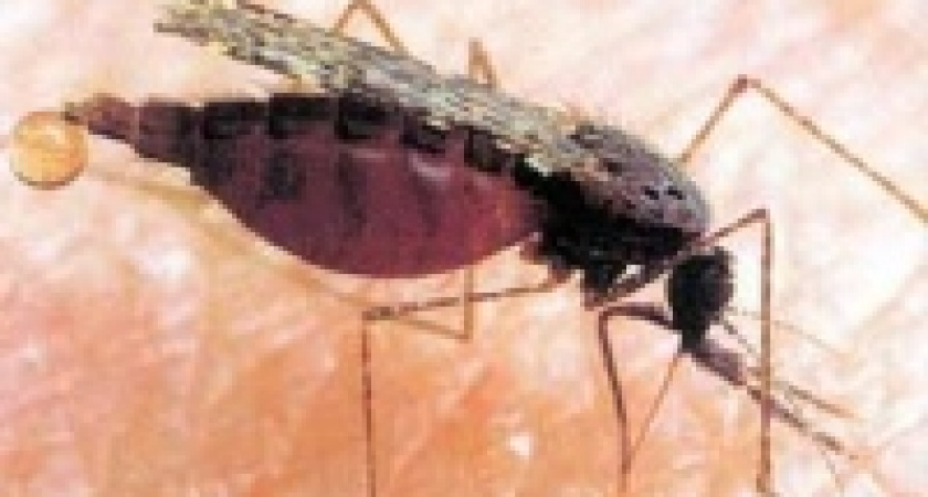 Экзотическая зараза в Грязях