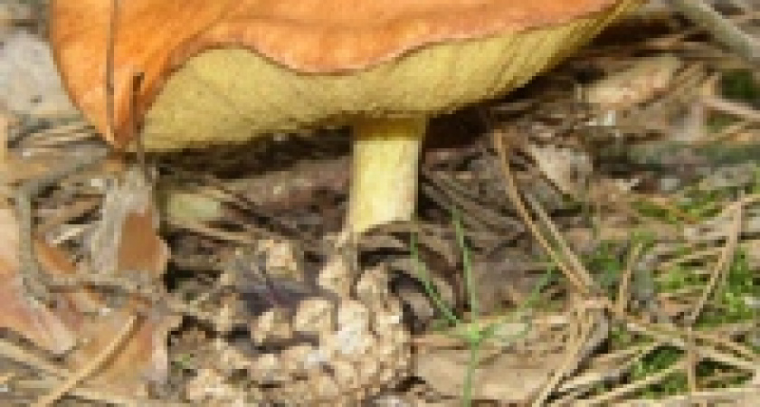 Грибы убили ребенка