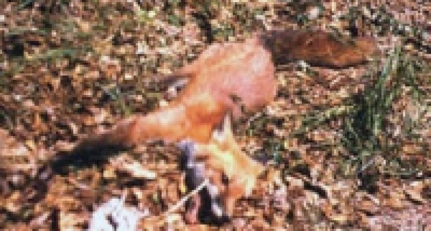 В Липецкой области появился бешеный барсук