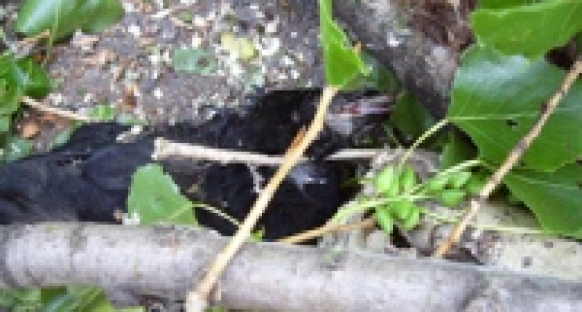 Строители уничтожили птиц