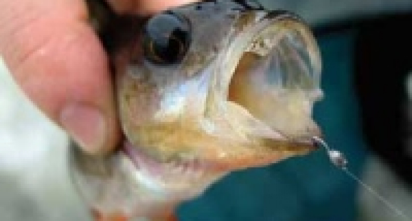 Российские рыбаки - лучшие в мире!