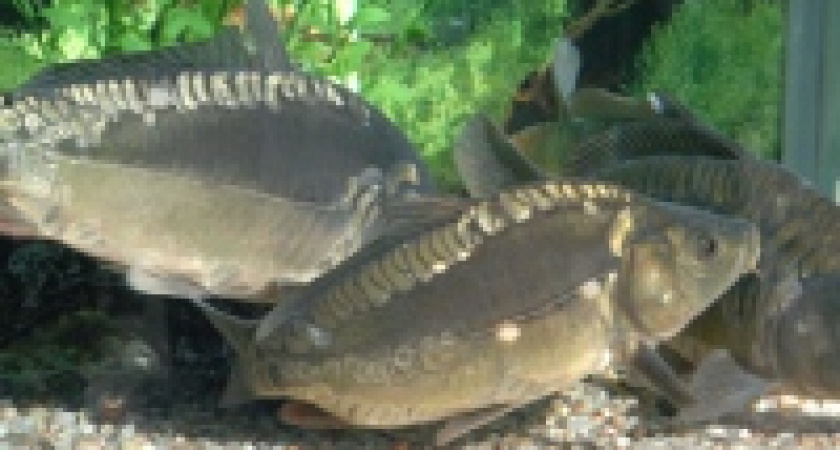 В Липецкой области состоятся всероссийские отборочные соревнования по спортивной ловле карпа