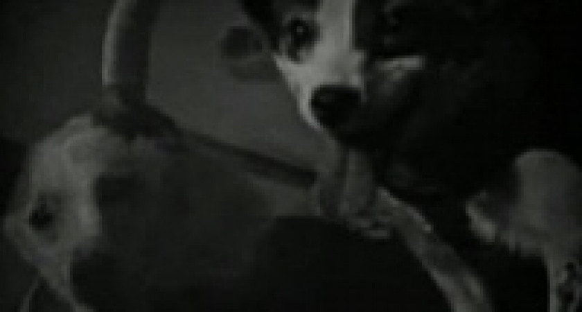 50 лет полету Белки и Стрелки: как отбирали и готовили четвероногих космонавтов