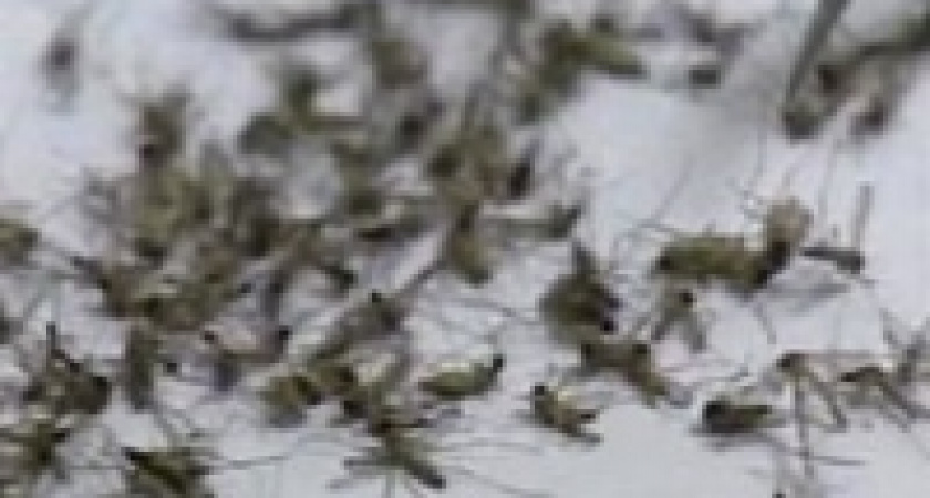 Аномально жаркое лето в России привело к возникновению вспышек экзотических заболеваний