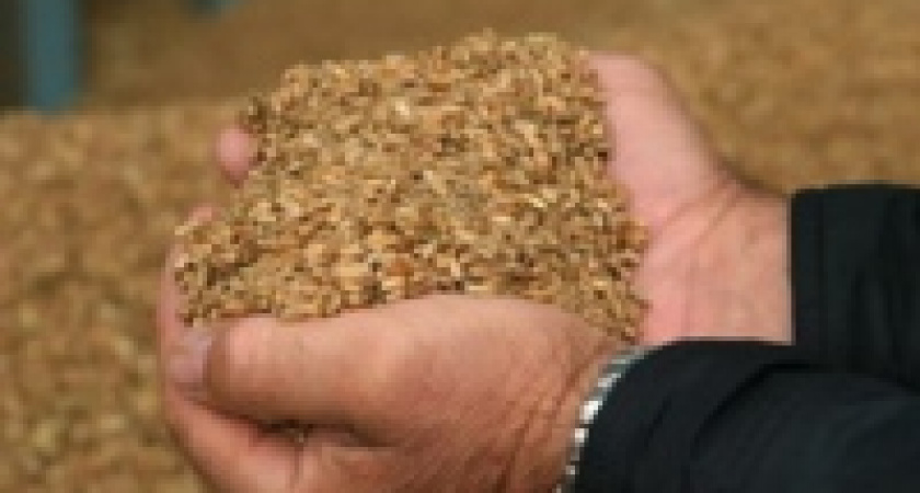 Из-за суровой зимы Россия снова столкнется с нехваткой зерна