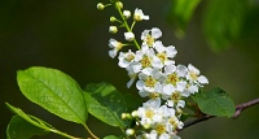 Майские праздники будем отмечать шесть дней 