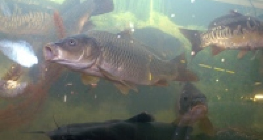 Россия приостановила поставки рыбы и рыбопродукции из Японии