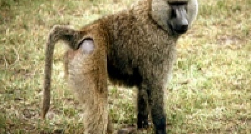 Жителей Кейптауна терроризируют бабуины-алкоголики