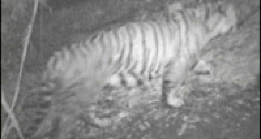 Би-би-си обнаружила в Гималаях высокогорных тигров