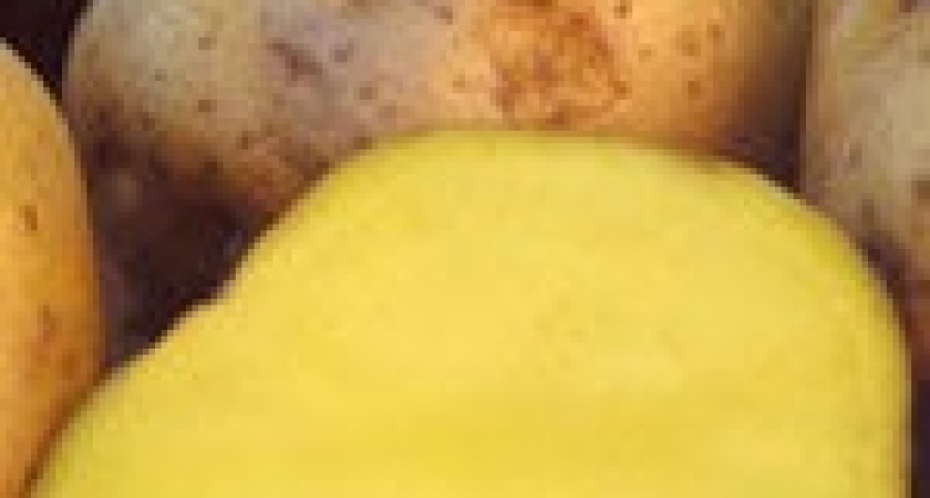 Картофелем-мутантом сыт будешь