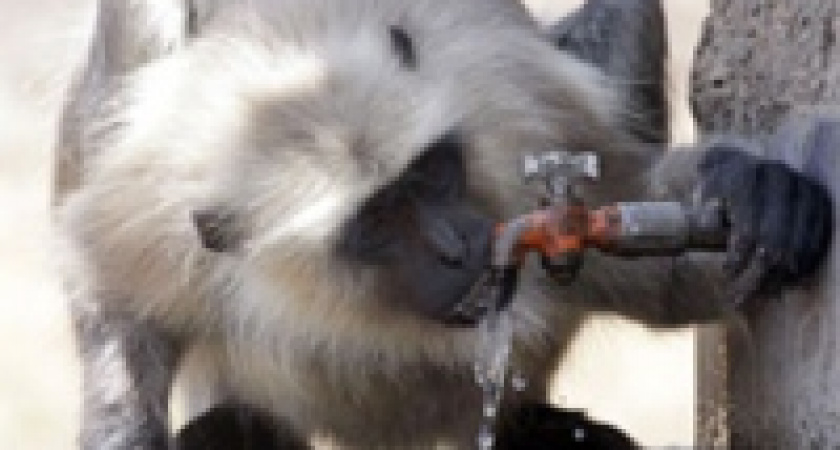 Покой спортсменов в индийской столице будут охранять обезьяны