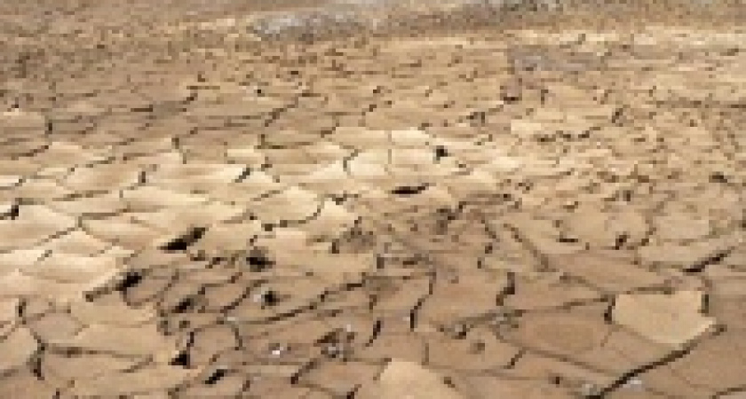 Каждое пятое растение на Земле под угрозой вымирания