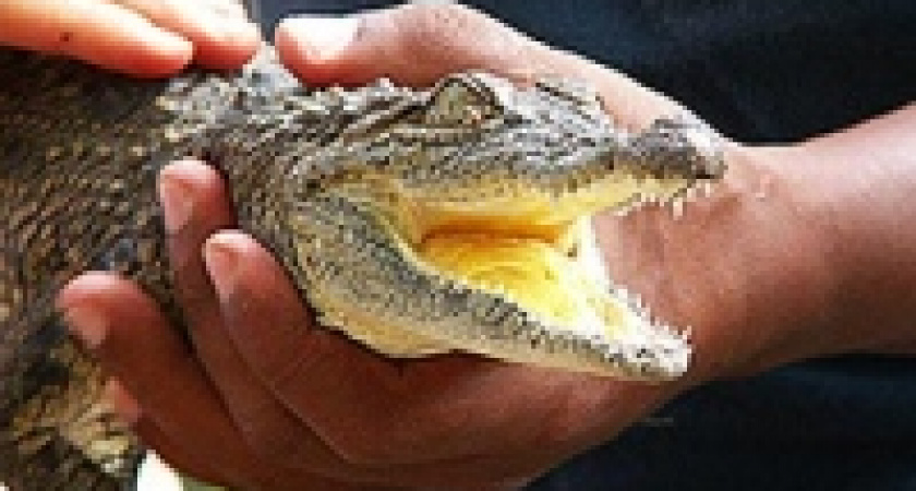 Причиной крушения самолета в Конго стал крокодил, посеявший панику на борту