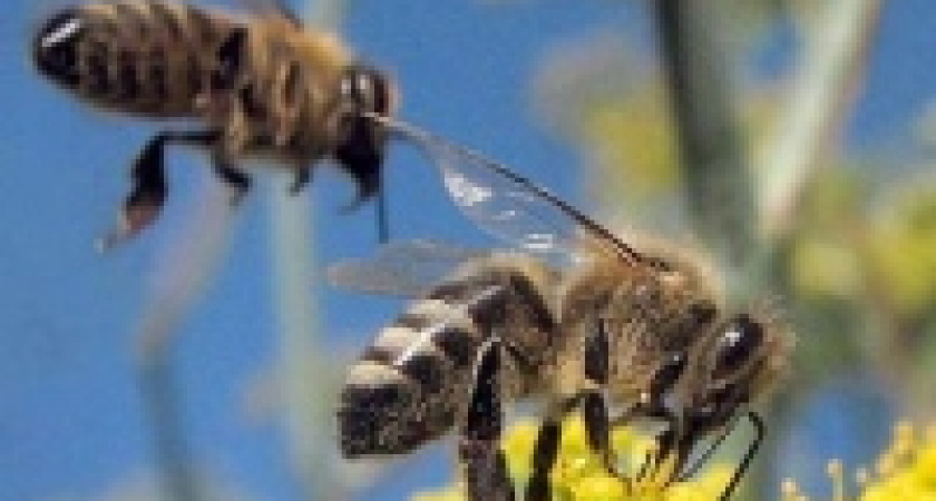 Пчелы решают сложные математические задачи быстрее, чем компьютеры, выяснили ученые