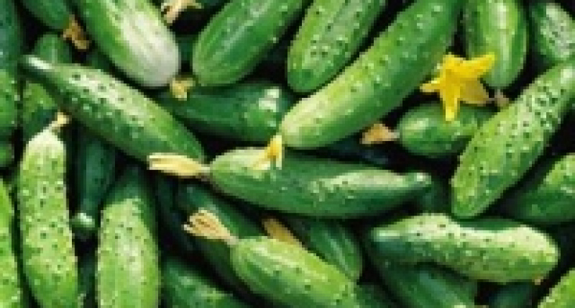 Зараженные огурцы продолжили путь по Европе