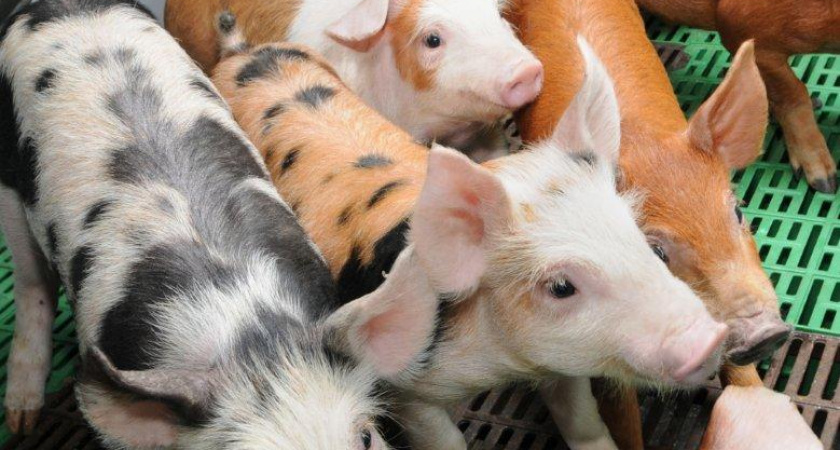 "Черкизово" построит в Данкове крупнейший в России мясокомбинат