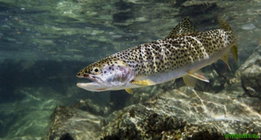 СУ-11 «Липецкстрой» начало подготовку к возведению фермы для выращивания форели за 1 млрд. рублей