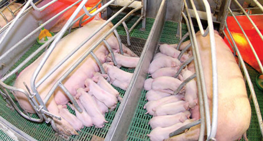 «Черкизово» планирует построить в Липецкой области свинокомплексы