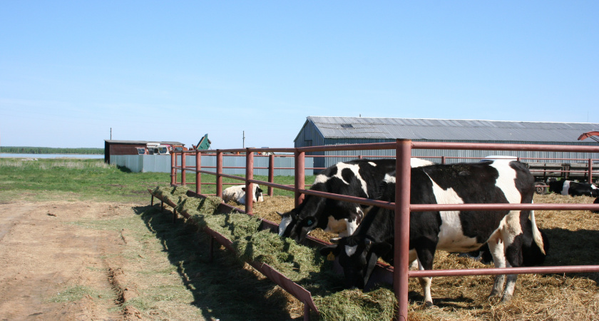 На развитие фермерских хозяйств Липецкая область получит 20 млн рублей