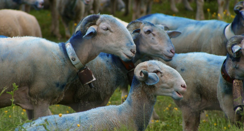 Глава липецкого КФХ допустил уничтожение уникальных реликтовых растений заповедника «Галичья гора»