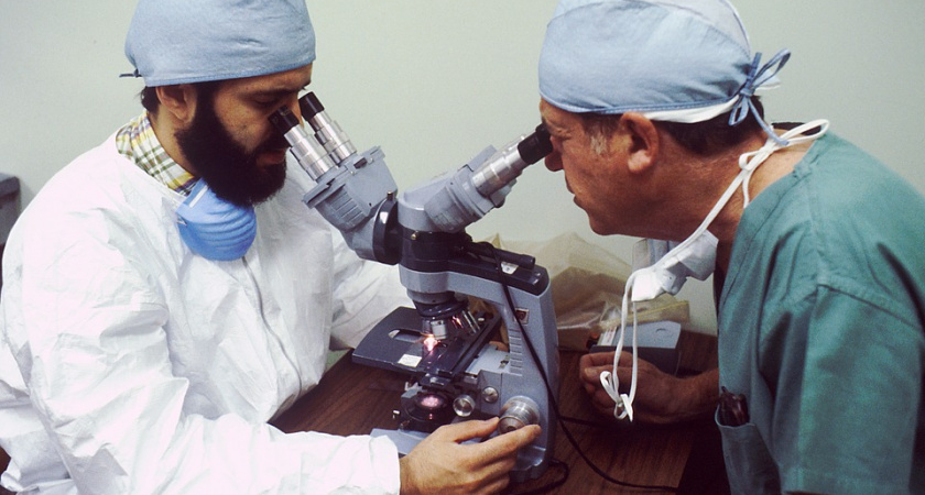 Липецкие власти подвергнуты критике за неэффективность усилий по борьбе с африканской чумой