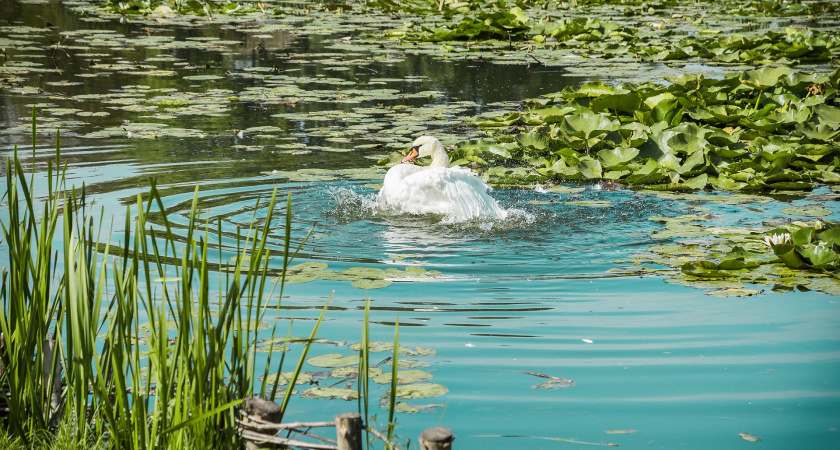 В Липецкой области планируют улучшить экологию водоемов за счет массового строительства зон санитарной охраны