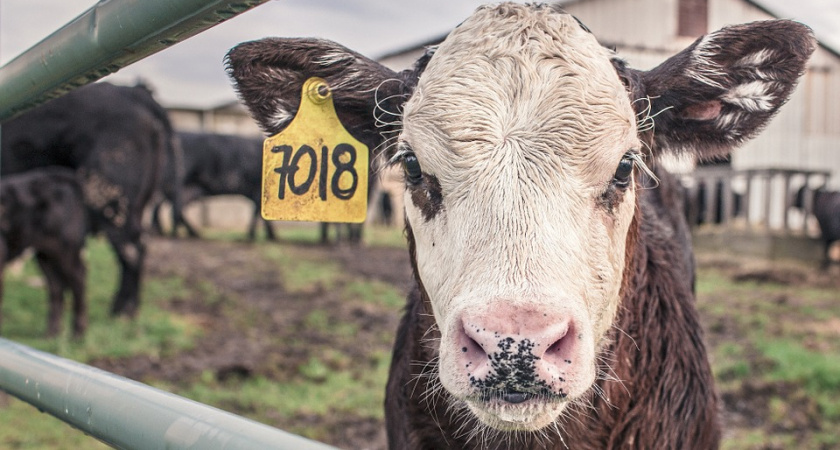 Данковский фермер мошенническим путем похитил из нескольких бюджетов более 290 тыс. рублей