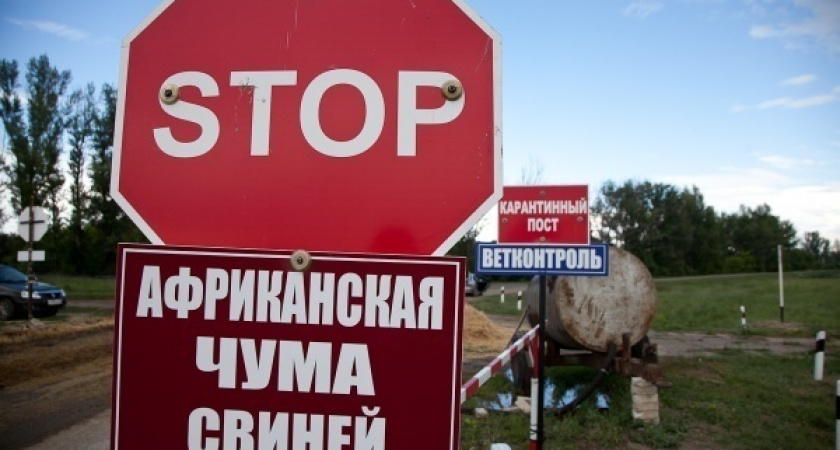 Пришедшая в Липецкую область АЧС вынудила власть кремировать более 4 тыс. свиней