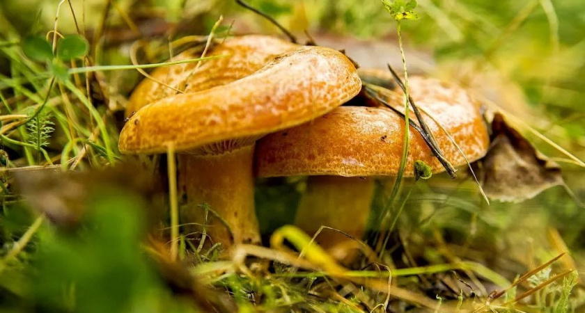 Экс-губернатор Липецкой области не думает о политике и сосредоточился на собирании грибов