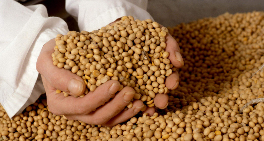 Холдинг «ЭксОйл групп» инвестирует в строительство липецкого завода по переработке сои и рапса 7 млрд рублей