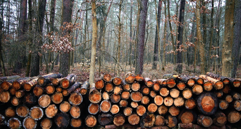 Вырубка леса для липецкой компании «ТЭК» и местного филиала «Квадра» закончилась уголовным делом