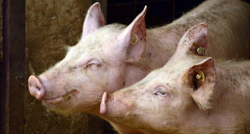 С начала года объём производства продукции сельского хозяйства в Липецкой области достиг 126 млрд рублей