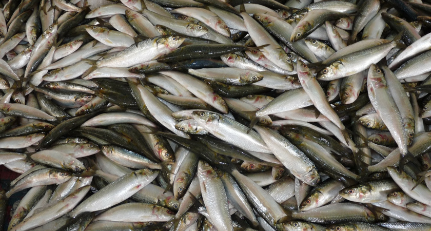 Россельхознадзор запретил ввозить в Липецкую область рыбные продукты от белорусского поставщика