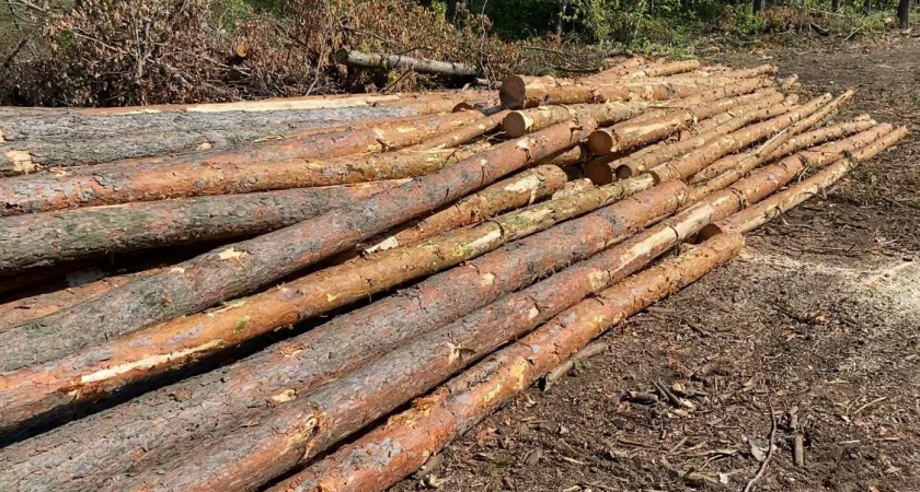 Липецкая общественность обеспокоена массовой вырубкой леса в посёлке Радужный